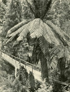 一座质朴的桥，1901年。 作者 不明