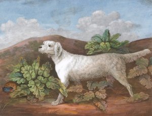 一只赛特犬：面向左边，左边有一只躲在牛蒡中的鹧鸪，约1805年。 作者 不明