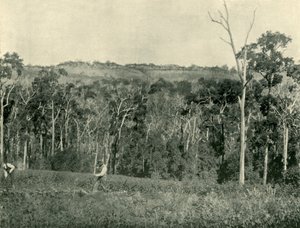 维多利亚山农场，1901年。 作者 不明