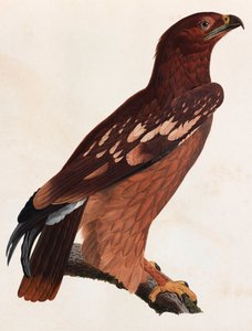 棕色鸟的彩色插图 作者 不明