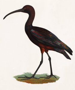 长喙鸟的彩色插图 作者 不明