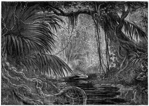 秘鲁的森林风景，1877年 作者 不明