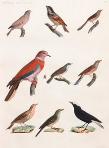 全页的鸟类彩色插图系列 作者 不明