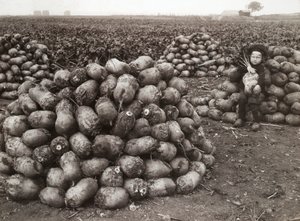 一个小女孩和成堆的收获的萝卜在一起，瑞典兰茨克鲁纳附近，1910年 作者 不明