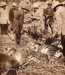 皇家老虎袋，1911年至1935年。 作者 不明