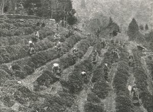 1895年，日本神户，镇外的茶园。 作者 不明