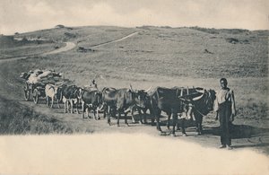 典型的黄牛旅行车-南非，二十世纪初。 作者 不明