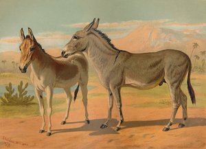 阿比西尼亚野生公驴＆印度印第安猎豹，c1879。 作者 不明