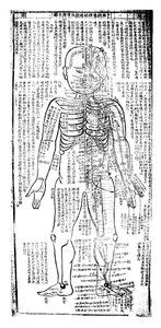 身体针刺图，日本，十九世纪 作者 不明