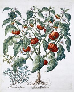 非洲西红柿和马兰花植物，1613年 作者 不明