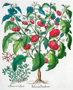 非洲西红柿和马兰花植物，1613年 作者 不明