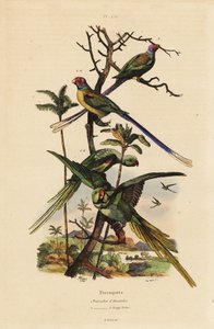 亚历山大长尾小鹦鹉、Psittacula eupatria 和长尾小鹦鹉、Psittacula longicauda 亚历山大长尾小鹦鹉和长尾小鹦鹉 作者 不明