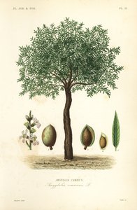 杏仁树，李属dulcis，共同的杏仁树 作者 不明