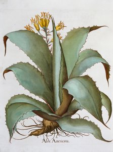 美洲芦荟 Aloe Americana, 1613 作者 不明