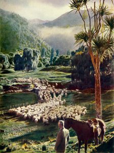 1948年，在新西兰养羊场之美中。 作者 不明