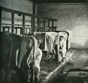 沃克·戈登农场的最新挤奶棚，1902年。 作者 不明