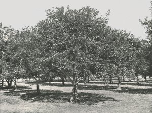 1895年，美国城市奥古斯丁附近的橘树林。 作者 不明