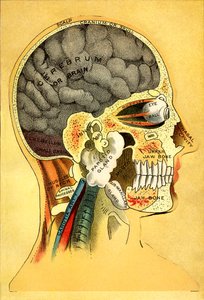 解剖图，头部 1905 作者 不明