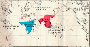 拟人猿-VI。各种物种的分布图蓝色和玛卡库斯红，1897年 作者 不明