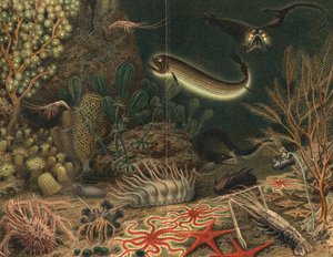艺术家对带有发光鱼的深海场景的印象，1903年 作者 不明