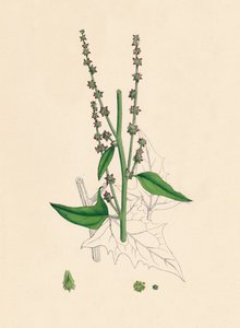 Atriplex Smithii。史密斯Orache，19世纪 作者 不明