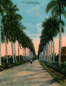 古巴皇家棕榈大道，建于1920年 作者 不明