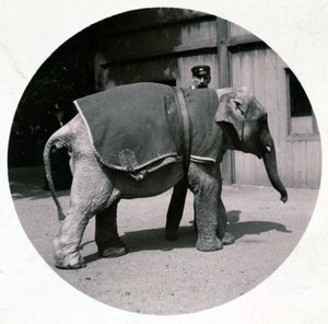 “动物园里的小象”，1890 年 作者 不明