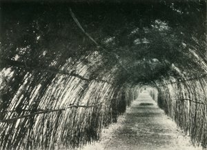 1904年，1925年，在Barrackpore的Bamboo Avenue。 作者 不明
