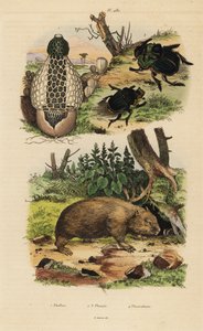 竹真菌、Phallus indusiatus 1、金龟子粪甲虫、Coprophanaeus ensifer 2 和 Diabroctis mimas 3，以及普通袋熊 Vombatus ursinus 4 作者 不明
