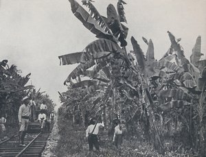 香蕉种植园，1924年 作者 不明
