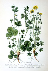 贫瘠的草莓和春五叶草，1893年 作者 不明