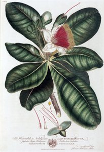 Barringtonia 作者 不明