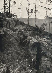 Baumfarne tAlsophila覆盖UA，1926年 作者 不明