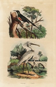 Beautiful sunbird, Cinnyris pulchella, and common spoonbill, Platalea leucorodia 作者 不明