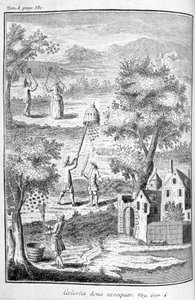 养蜂业，1775年 作者 不明