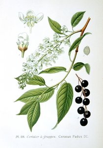 野樱桃，1893年 作者 不明