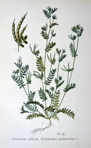 鸟足，1893年 作者 不明