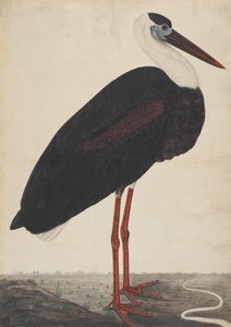景观中的黑鹳，约1780年。 作者 不明
