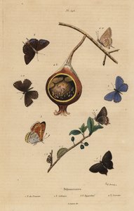黑发纹蝴蝶，Satyrium pruni 1，普通蓝蝴蝶，Polyommatus icarus 2，紫边铜，Lycaena hippothoe 3，和普通番石榴蓝，Virachola isocrates 4。Polyommates du prunier，calliopsis，hyppothee，isocrate 作者 不明