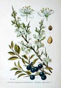 黑刺李，1893年 作者 不明