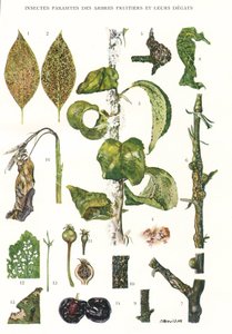 Botanical Board / Zipatso Zamitengo Yamitengo 作者 不明