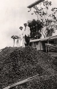 1900年代从亚马逊河谷收获的巴西坚果 作者 不明