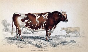 英国短角号，1839年 作者 不明