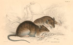 褐家鼠Rattus rattus，1828年 作者 不明