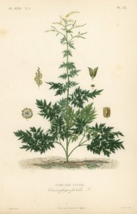 Bugbane 或升麻、Actaea cimicifuga、Cimicifuga foetida、Cimicaire fetide 作者 不明