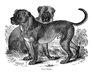 斗牛犬，1848年 作者 不明