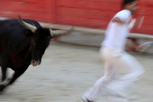 Bullfighting (Course camarguaise). A bloodless spectacle (for the bulls) in which the objective is to snatch a rosette from the head of a bull, Vallabregues, France 作者 不明