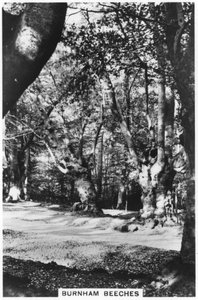 Burnham Beeches，白金汉郡，1937年 作者 不明