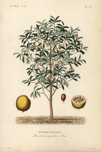 炉甘石肉豆蔻，肉豆蔻（Monodora myristica）, Monodore aromatique 作者 不明