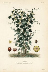 Calumba树, Jateorhiza columba, Cocculus palmatus, Colombo 作者 不明